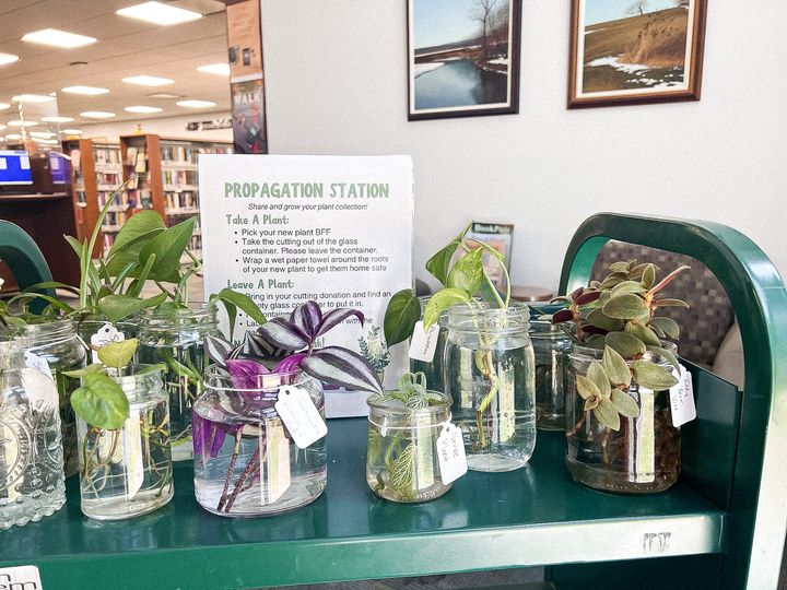 Close-up of several jars filled with water and plant cuttings and a sign reading ‘propagation station’